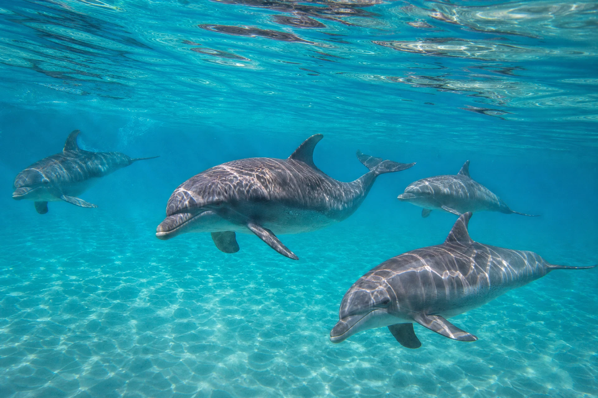 Dolphin Pod