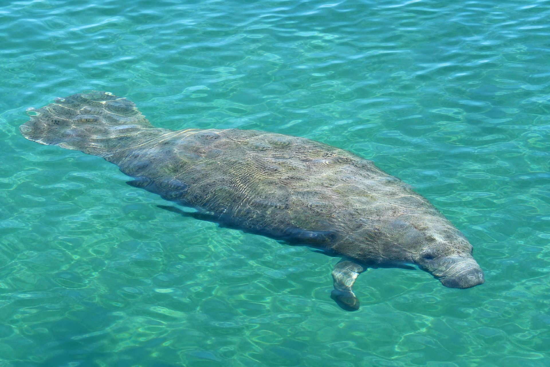 Manatee Sighting