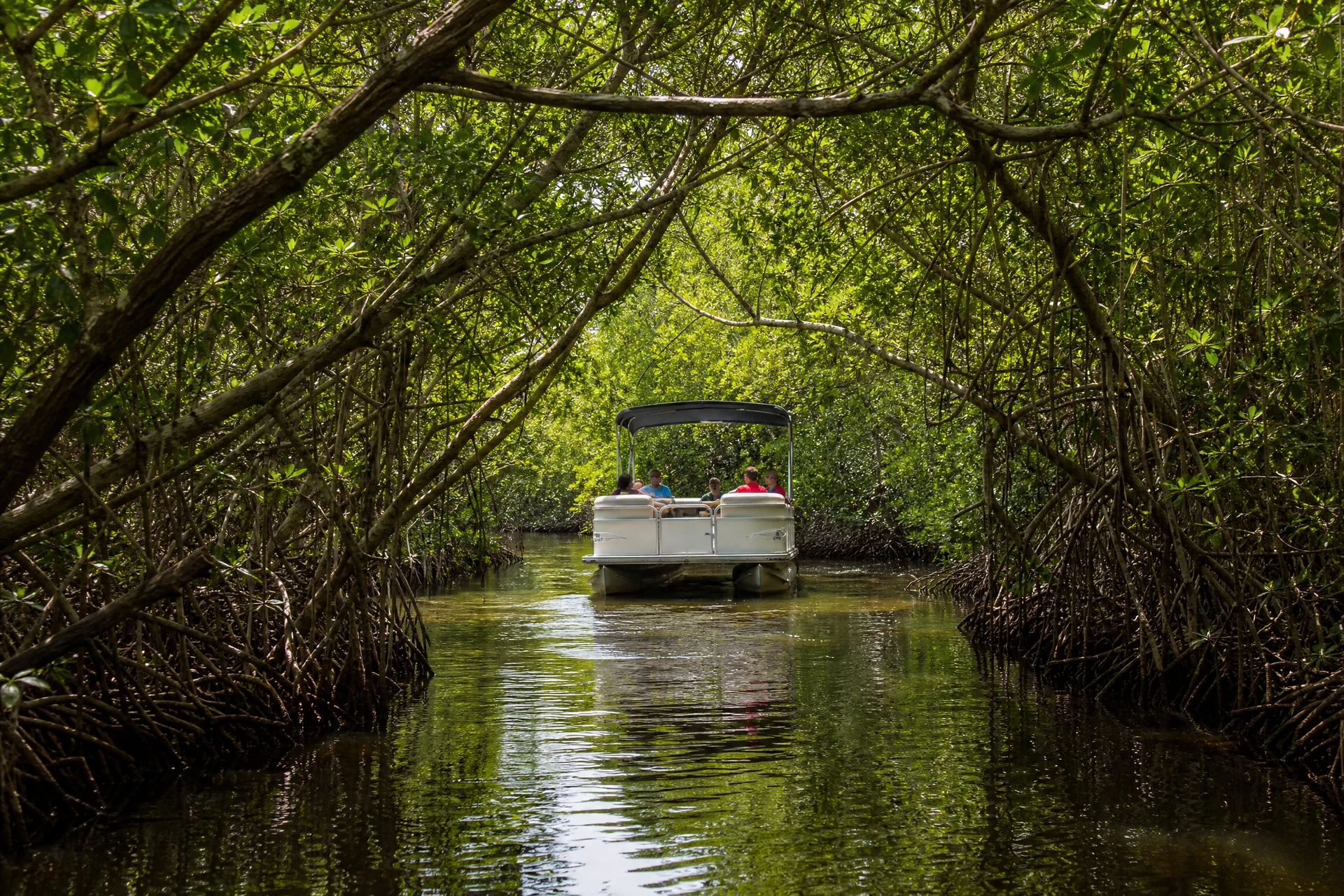 Mangrove Tunnels