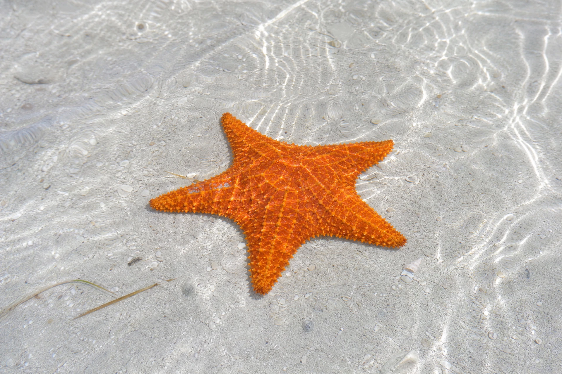 Starfish Discovery